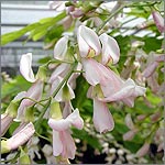 Cladrastis kentukea rosea