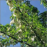 Davidia involucrata