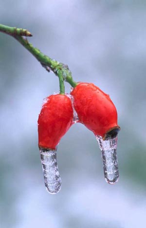 Rosen-Hagebutten im Eis Unsere Wild- und Strauchrosen sind Vogelnahrung im Winter.