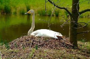 Erna auf ihrem Nest unter einem Amberbaum