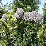 Abies koreana