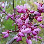 Cercis siliquastrum