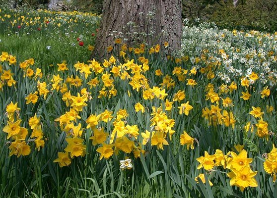 Die unbändige Kraft des Frühling kündigt sich an: Osterglocken zeugen vom ERWACHEN der Natur