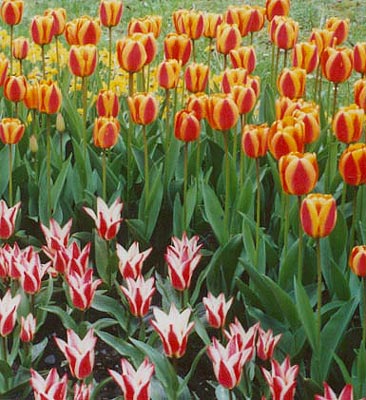 Tulpenblüte: Nach dem langen Winter erfreuen die ersten Blüher am meisten