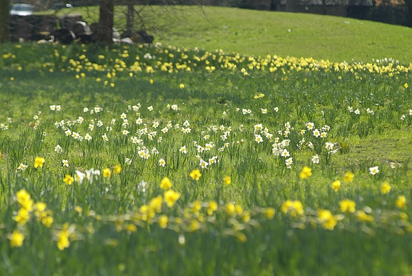 Frühling im Queen-Auguste-Victoria-Park