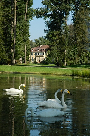 Blick durch den Baumtunnel des Queen-Auguste-Victoria-Park zum Schloss