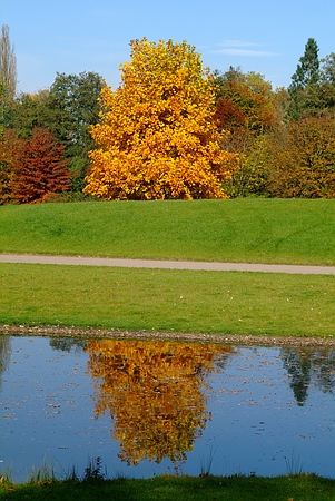 Der Tulpenbaum wird, wenn er einmal erwachsen ist, im Wasser atemberaubende, fabrige Jahreszeiten-Bilder zaubern