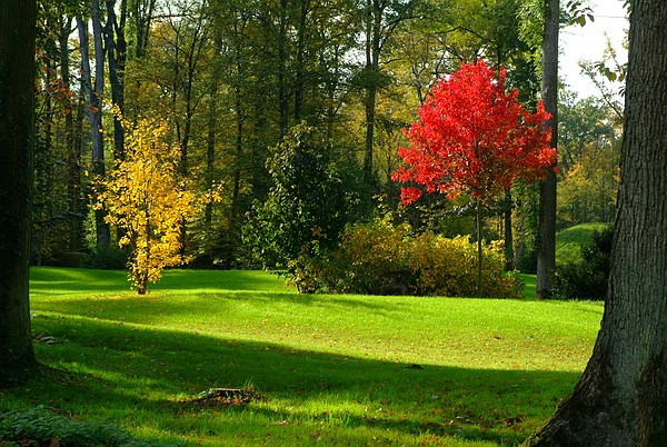 Gelb-Grün-Rot: Diese Farbspiel der Bäume im Fulwellpark wird bestimmt friedlicher als das der Parteien