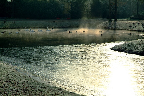 Landschaftsbild aus dem Queen-Auguste-Victoria-Park: bei Nebel und Dunkelheit