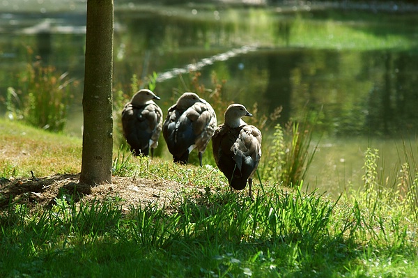Drei die zusammen stehen: Blauflügegänse im Fulwellpark