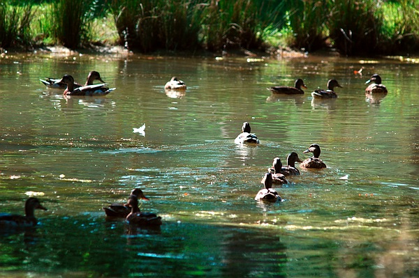 Beweise aus dem Fulwellpark: Die Natur hat den Park angenommen