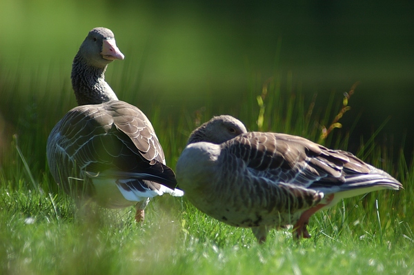 Die besten Wächter des Fulwellparks: Die Graugänse