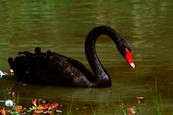 Schwarzschwan im Fulwellpark
