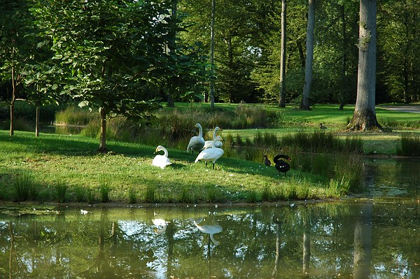 Gespiegelte Sing-Schwäne und Schwarzschwan