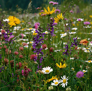 Gemischte Blumenwiese statt eintöniger Monokultur im Park.