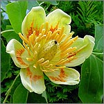 Liriodendron tulipifera