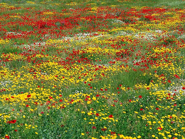 Ist die Natur-Schöpfung nicht atemberaubend schön ?