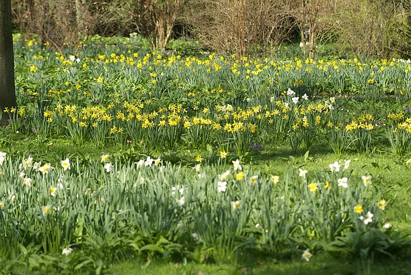Frühling im Queen-Auguste-Victoria-Park