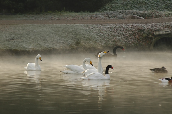 Meisterfoto: Der Queen-Auguste-Victoria-Park und die Schwäne im Morgengrauen
