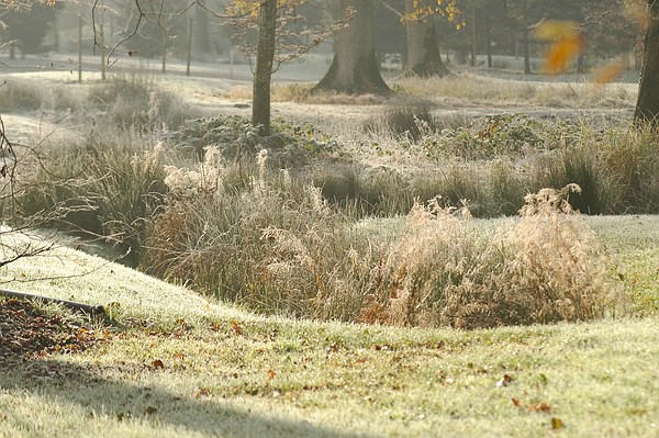 Nicht abgemäht sondern stehen gelassen für die Tierwelt: Das Gras im Queen-Auguste-Victoria-Park
