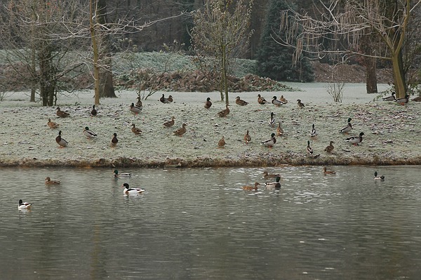 Warum kommen die Wildvögel so zahlreich in den Queen-Auguste-Victoria-Park ?