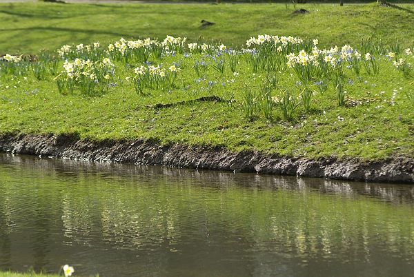 Narzissen und blaue Scilla auf der Insel im Queen-Auguste-Victoria-Park