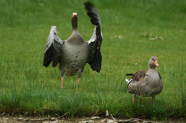 Queen-Auguste-Victoria-Park Umkirch: Die Graugänse kommen
