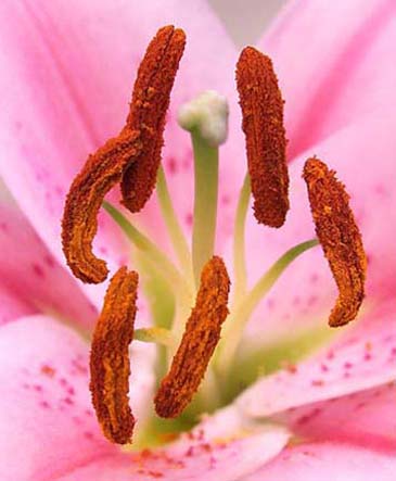 Die Blüte wartet auf Befruchtung.