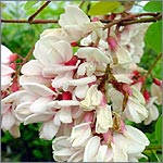 Robinia viscosa