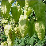 Koelreuteria paniculata