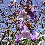 Paulownia tomentosa