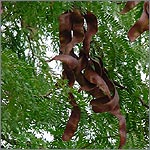 Gleditsia triacanthos