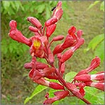 Aesculus pavia atrosanguinea