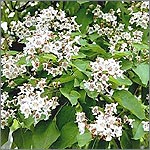 Catalpa bignonioides