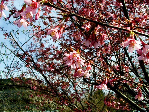 Fulwellpark:  Der Fühling ist da