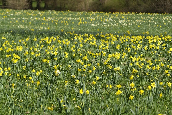 Queen-Auguste-Victoria-Park