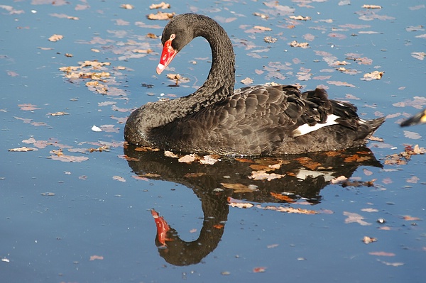 Der Schwarzschwan spiegelt sich im Schlossteich des Queen-Auguste-Victoria-Park