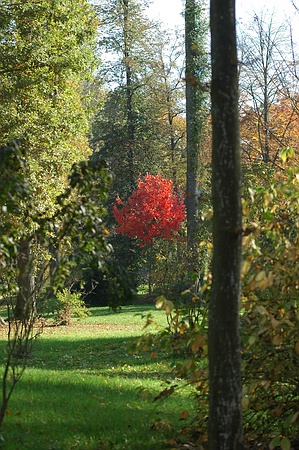 Parkschöpfer Werner Semmler hat den Ahorn in einen Lichthof des Auguste-Victoria-Park gesetz: damit er rot leuchtet