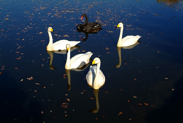 Die gefallenen Blätter des Herbstes schwimmen im Queen-Auguste-Victoria-Park mit den Schwänen im See