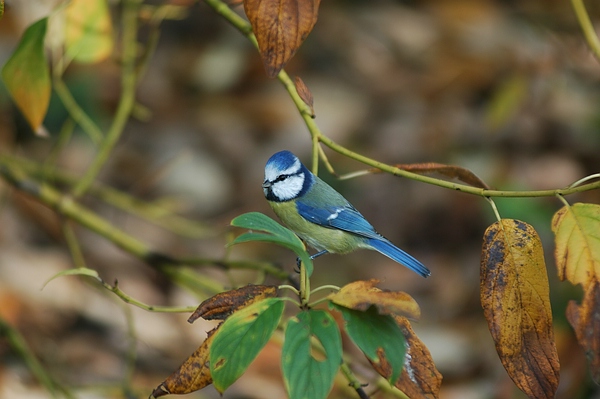 Natur pur ohne Dünge,- und Spritzmittel: Über 60 Vogel-Arten brüten im Fulwellpark