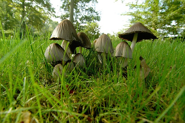 Der Herbst lässt die Pilze schiessen im Queen-Auguste-Victoria-Park