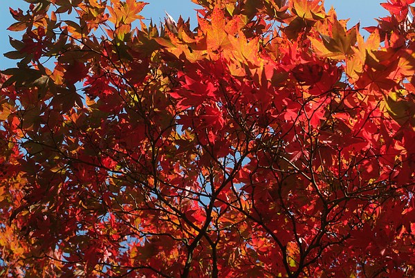 Queen-Auguste-Victoria-Park: Was für ein Baum ist das ?