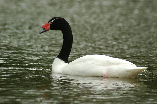 Selten aber auch im Fulwellpark: Schwarzhalsschwan