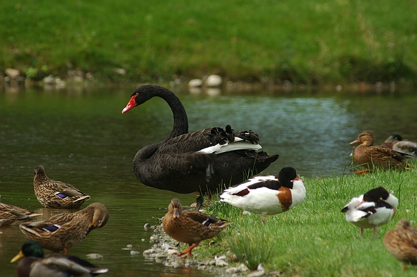 Schwarzschwan mit Wildenten und Brandgänsen im Queen-Auguste-Victoria-Park