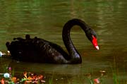 Schwarzschwan im Fulwellpark